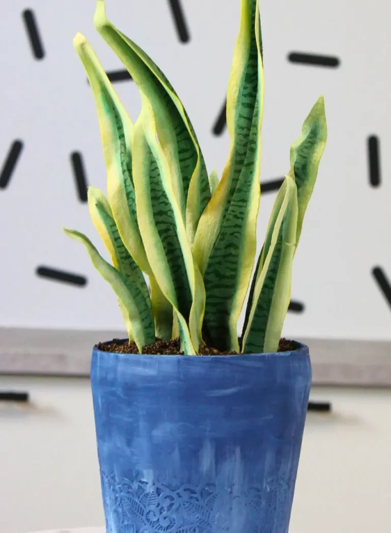 Sandra Major - Creation 2 - Ambassadors - Roxy & Rich